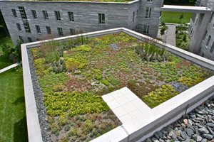 David Kemp Hall green roof