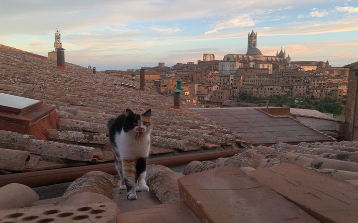Cat walking along roof with city in background