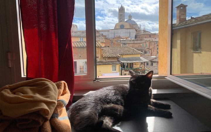 Cat lying on table in front of window with view of city