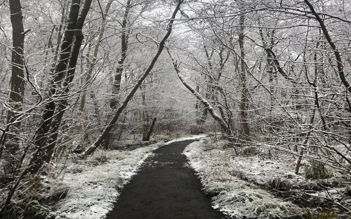Path through snowy forest