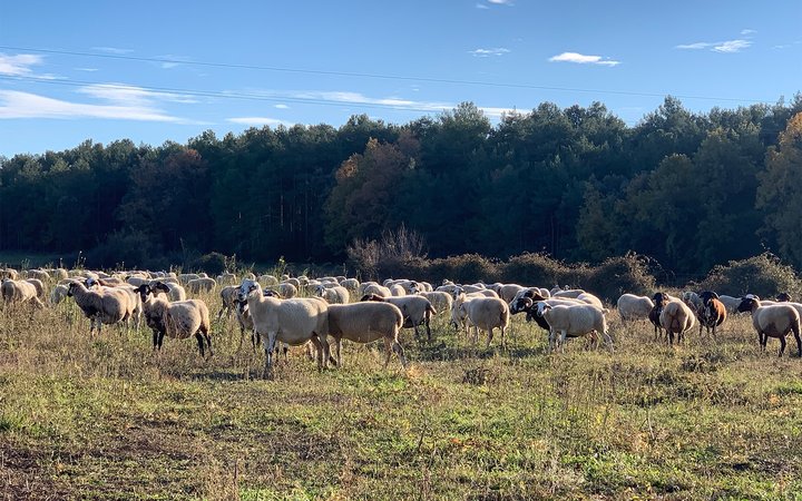 Many sheep in meadow