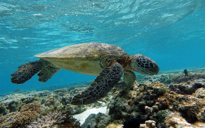 Sea turtle underwater
