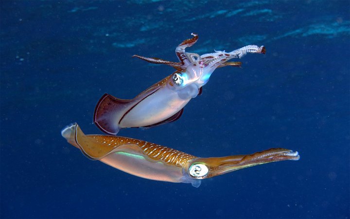 2 sea creatures underwater