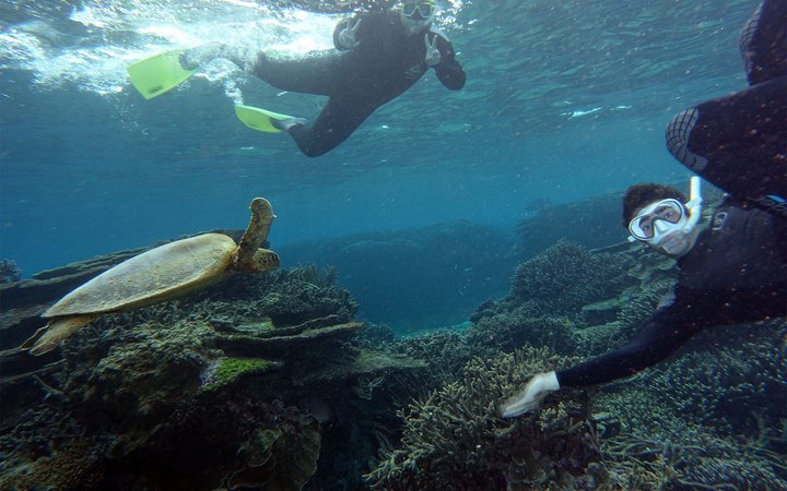 Underwater photo of two students snorkeling near turtle