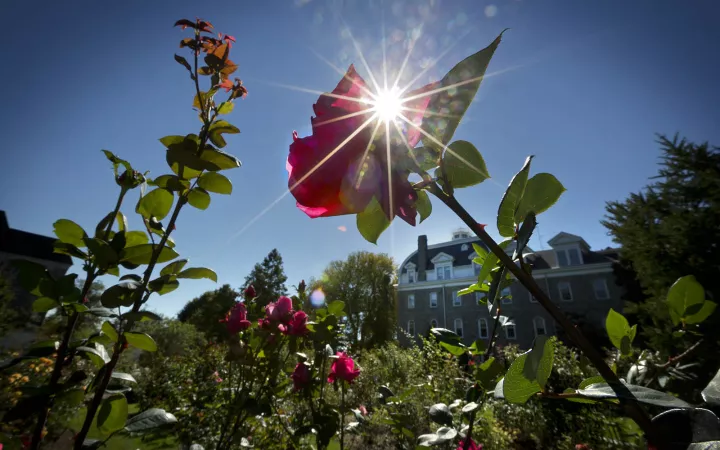 Sunlight through a rose