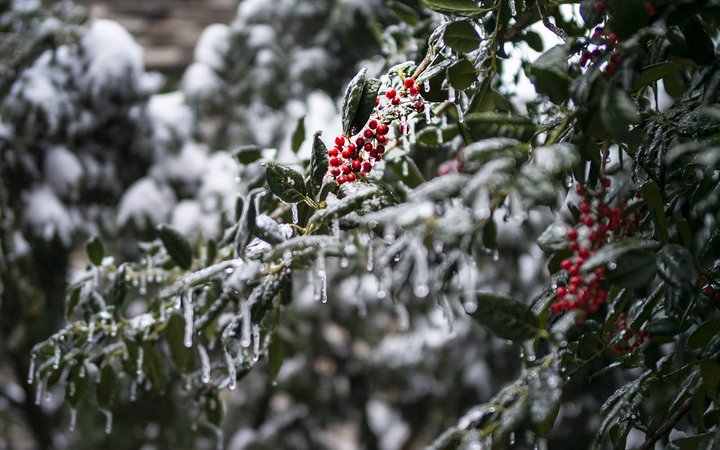 frozen holly
