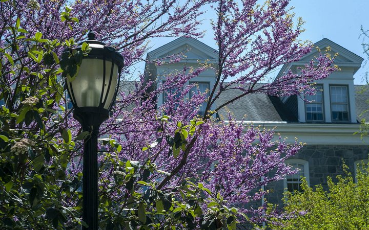 lamp post, purple tree blossoms, parrish hall