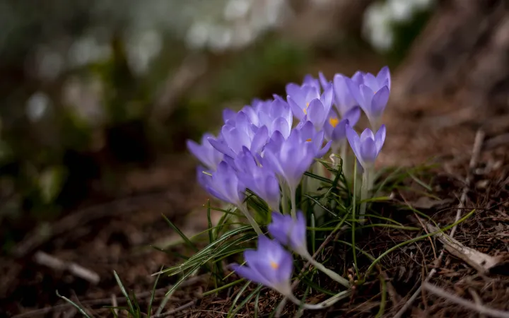 flowers blooming