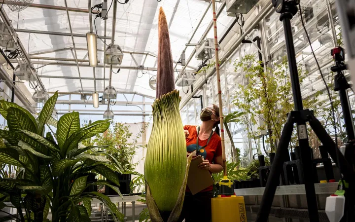 corpse flower