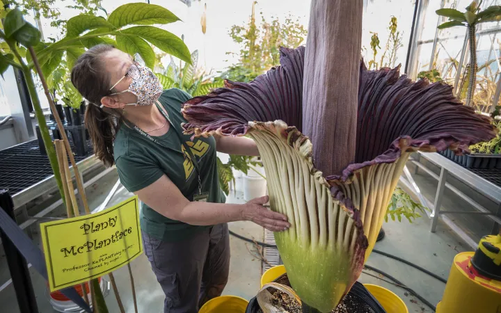 corpse flower