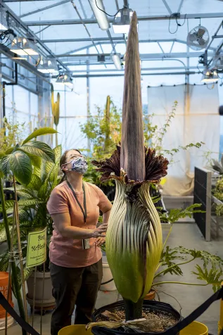 corpse flower