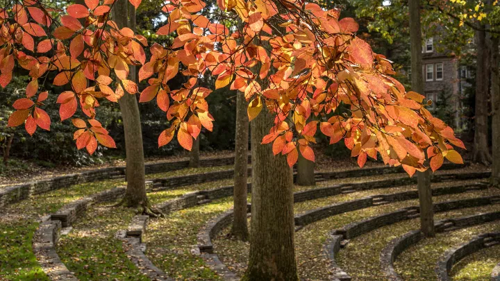 fall colors