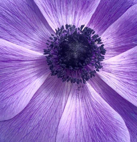 Anemone Flower, also known as the wind flower