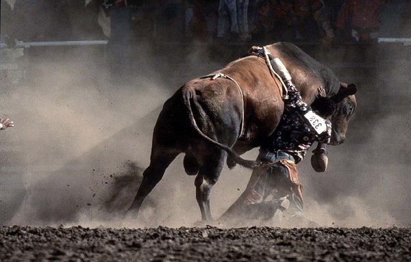 A bull rider is dragged as the outstretched hand of the rodeo clown rushes in to help during a rodeo in a rodeo in Oakland, Calif.