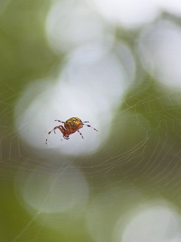 The harmless marbled orb weaver