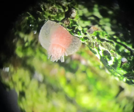 Anthozoan