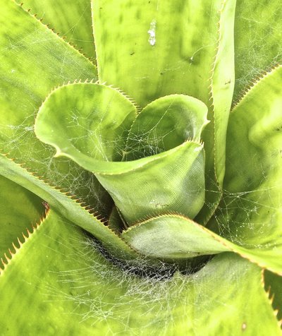 a spider web within a green Aechmea plant