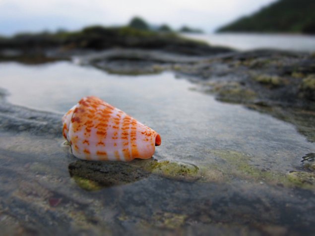 abandoned cone snail shell 