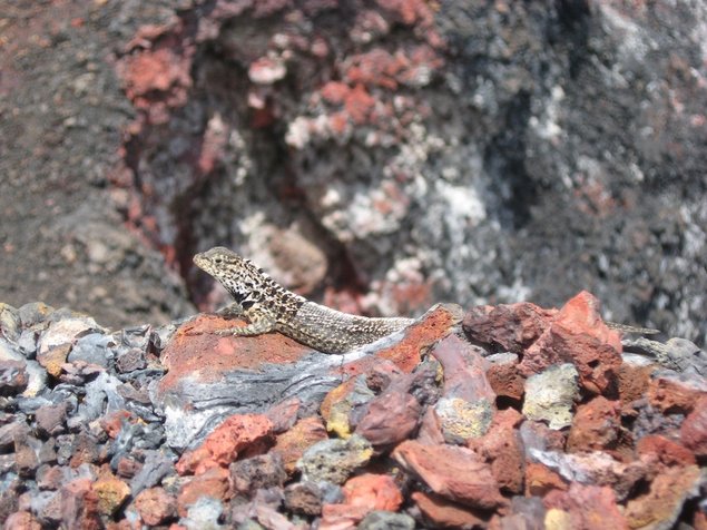 A Galapagos lava lizard at the mouth of El Chico volcano on Isla Isabela in the Galapagos