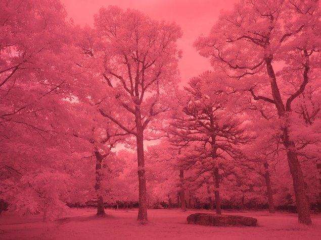 Infrared photograph of the mixed forest