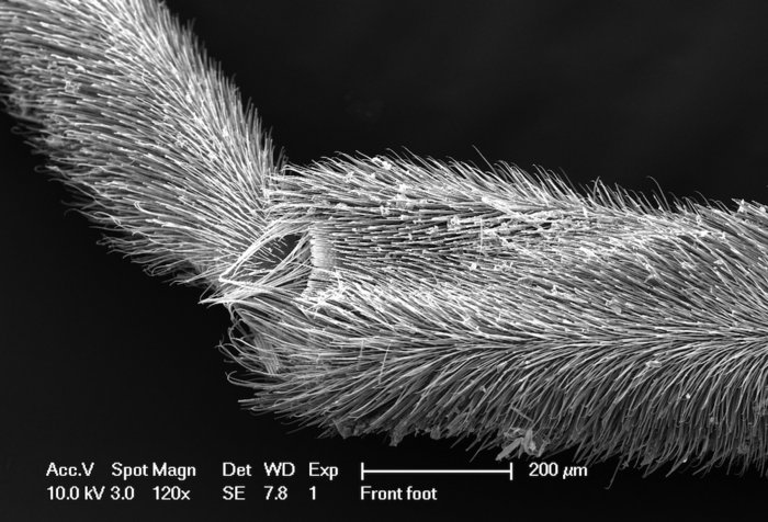 Photo of Water Strider’s leg covered in small hydrophobic hairs