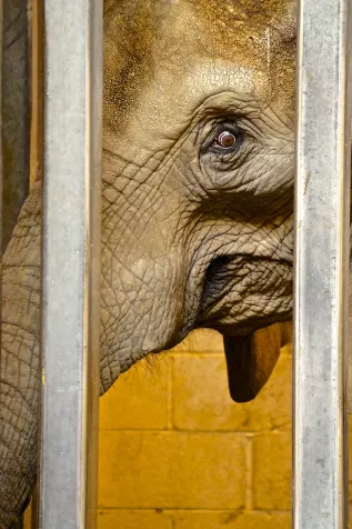 Close up of the face of an African Elephant