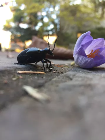 American Oil Beetle next to a crocus
