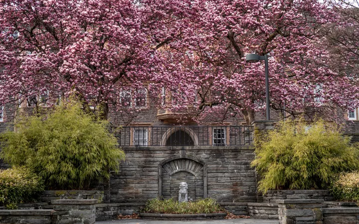 Purple blooms over outdoor courtyard