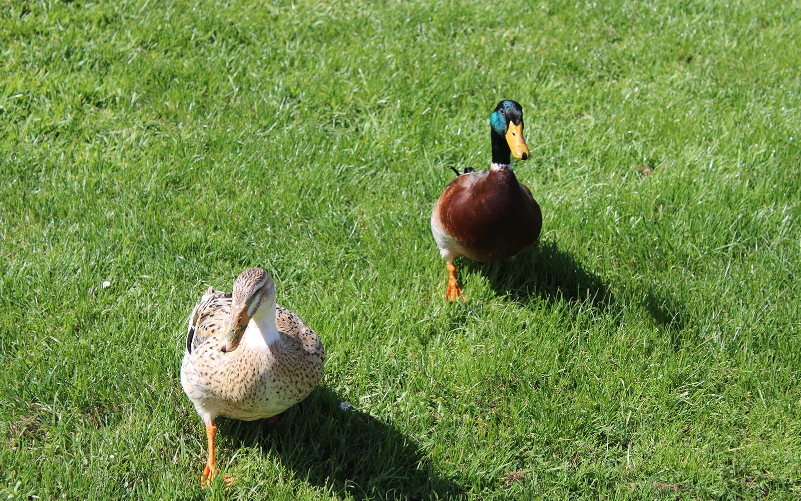 2 close-up ducks walking on grass