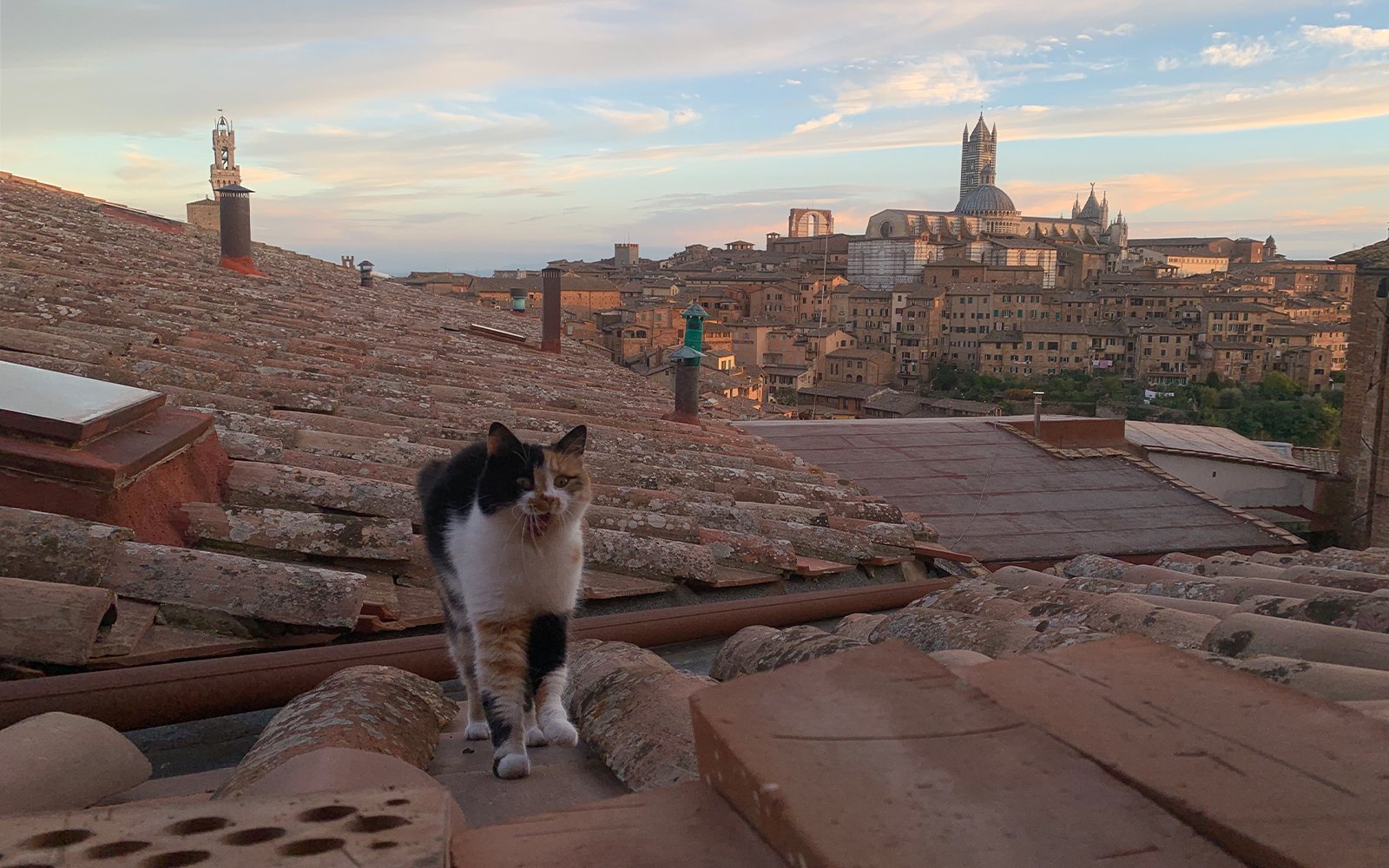 Cat walking along roof with city in background