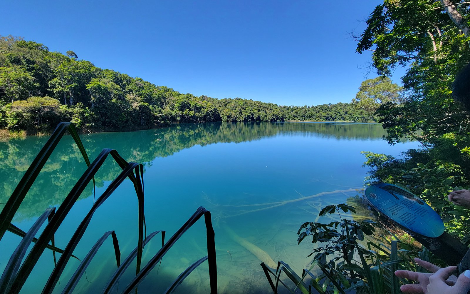 Leaves of plant sticking out in front of pristine blue pond surrounded by forest