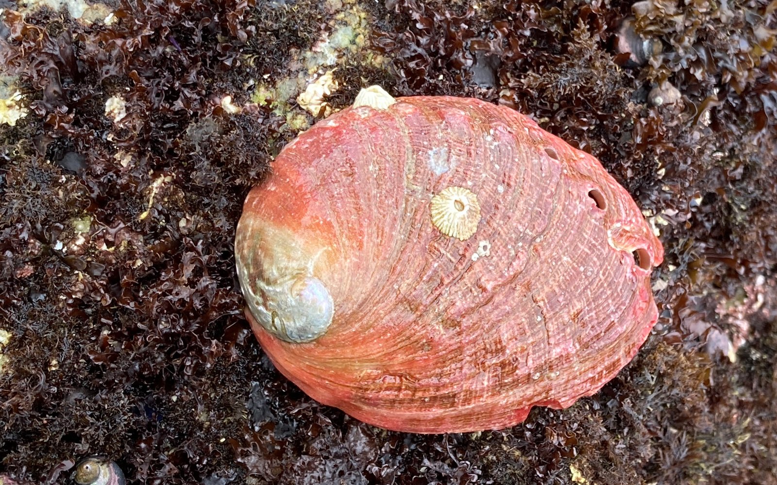 Orange shell on ground