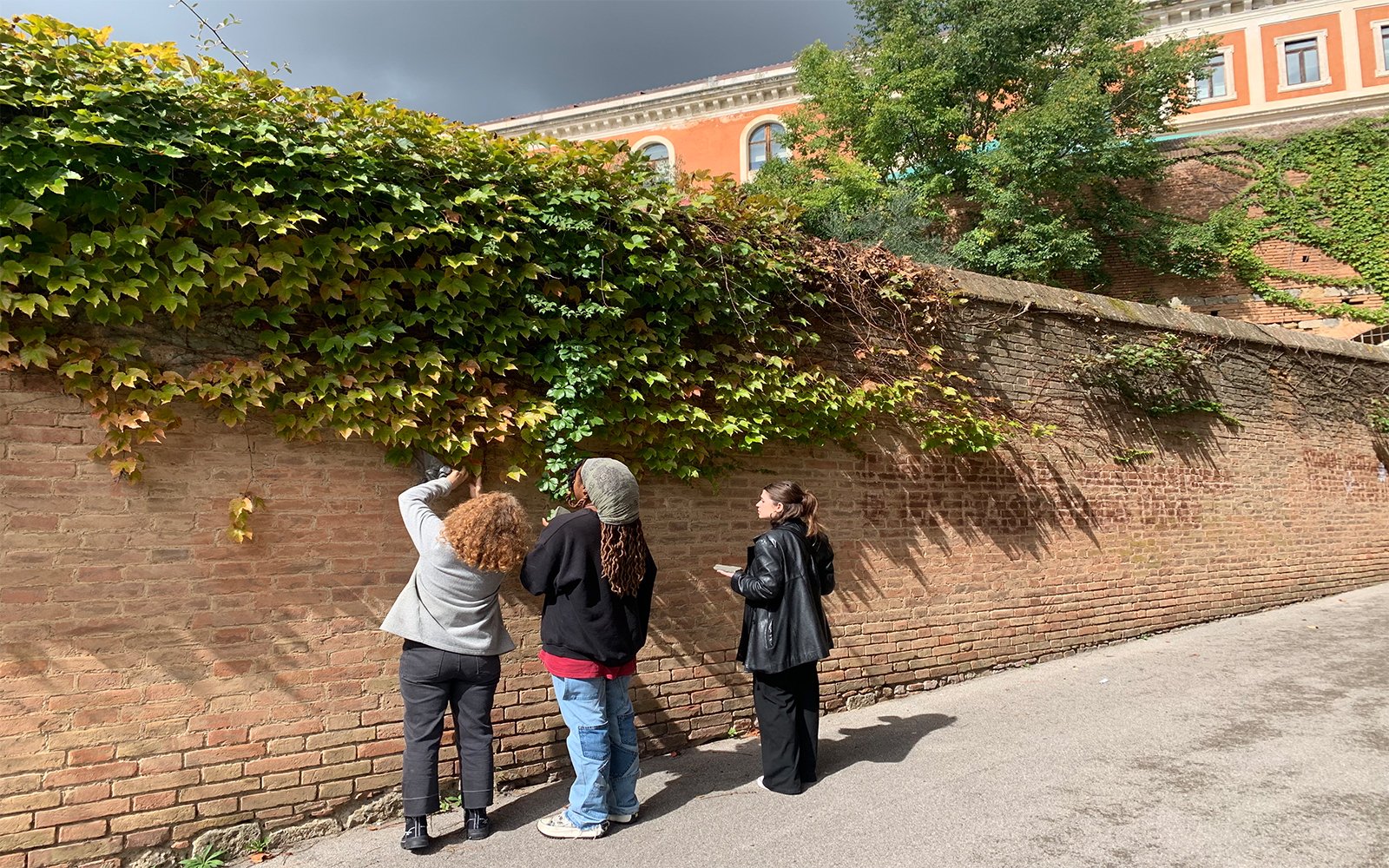 Three people examining vine on brick wall
