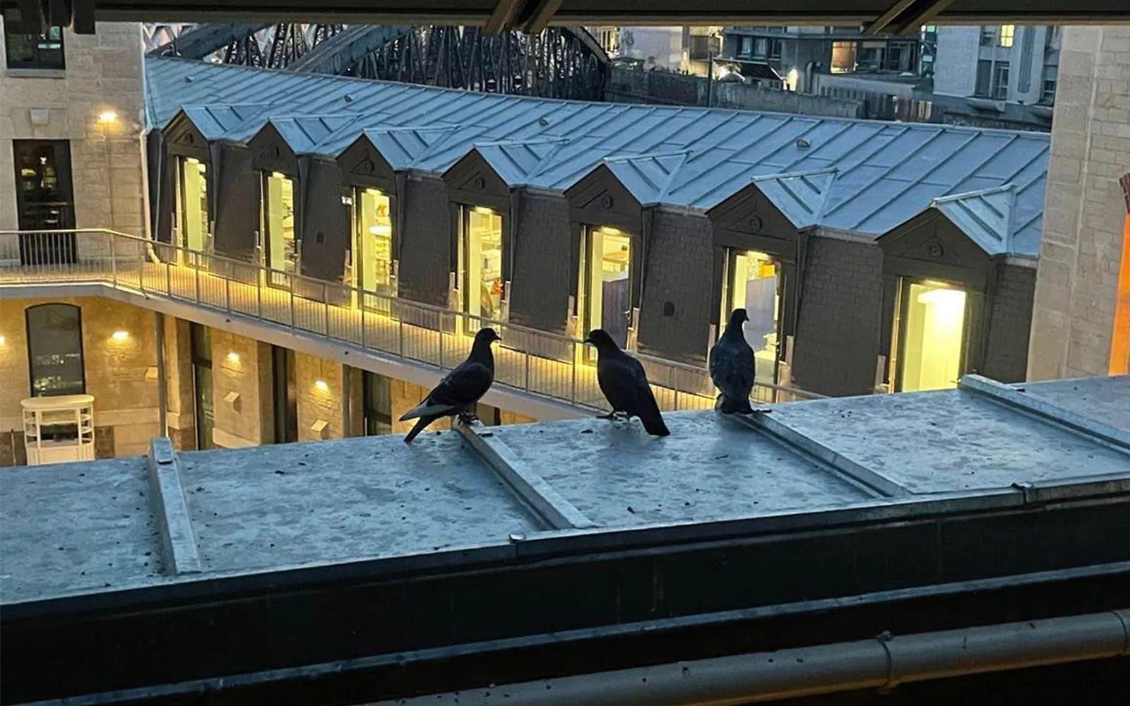 Birds on sill overlooking courtyard