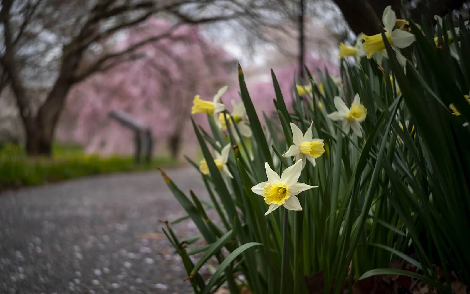 flowers blooming
