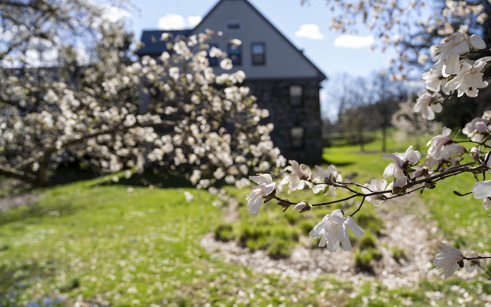 flowers blooming