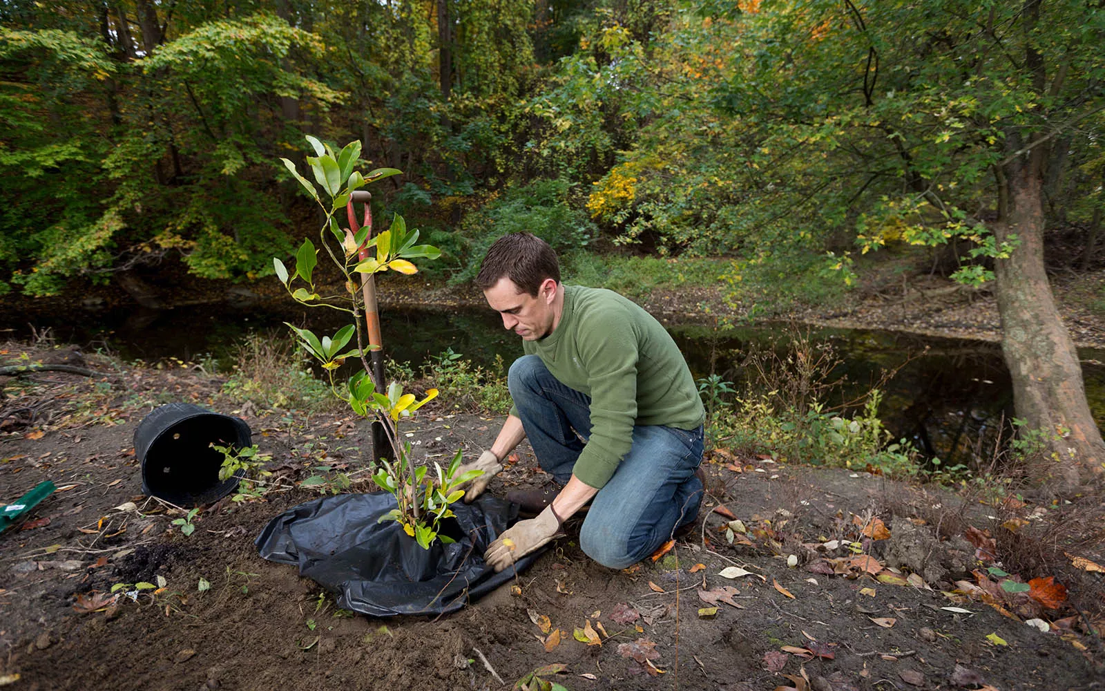 Planting Trees in Crum Woods