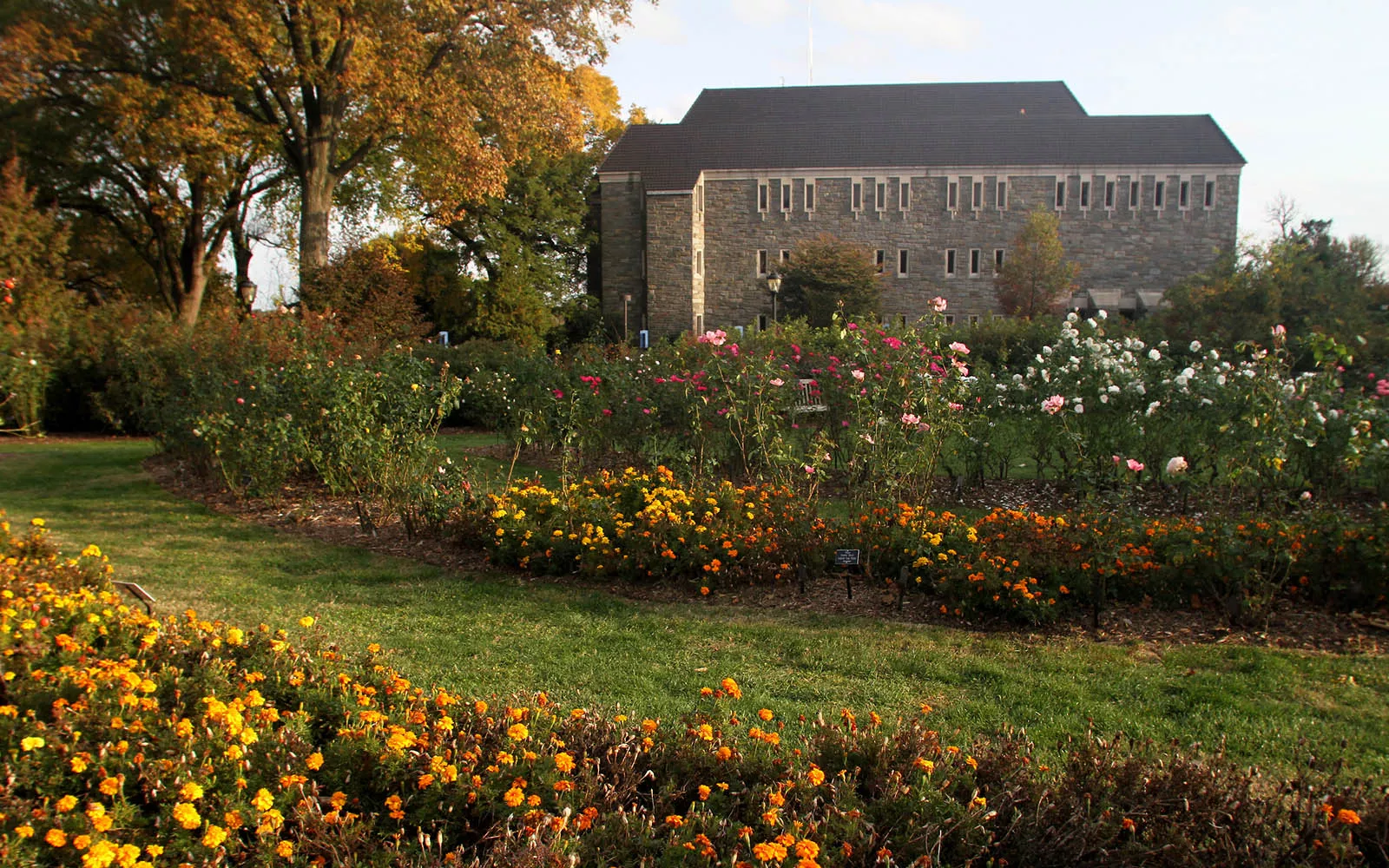 View of McCabe through flowers