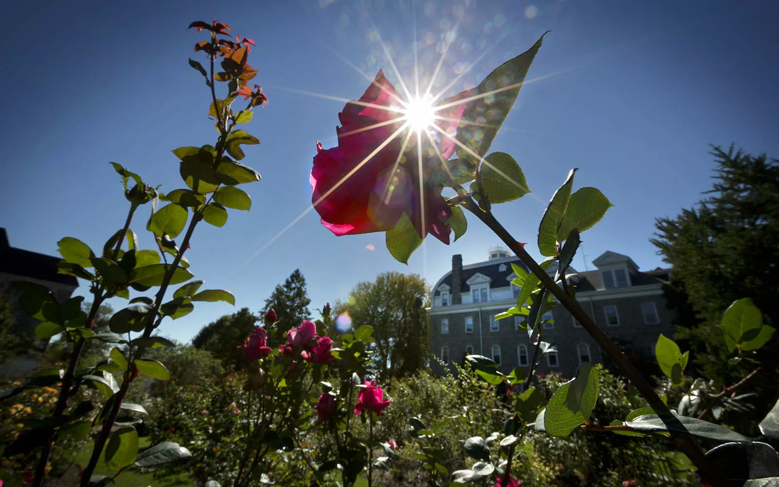 Sunlight through a rose