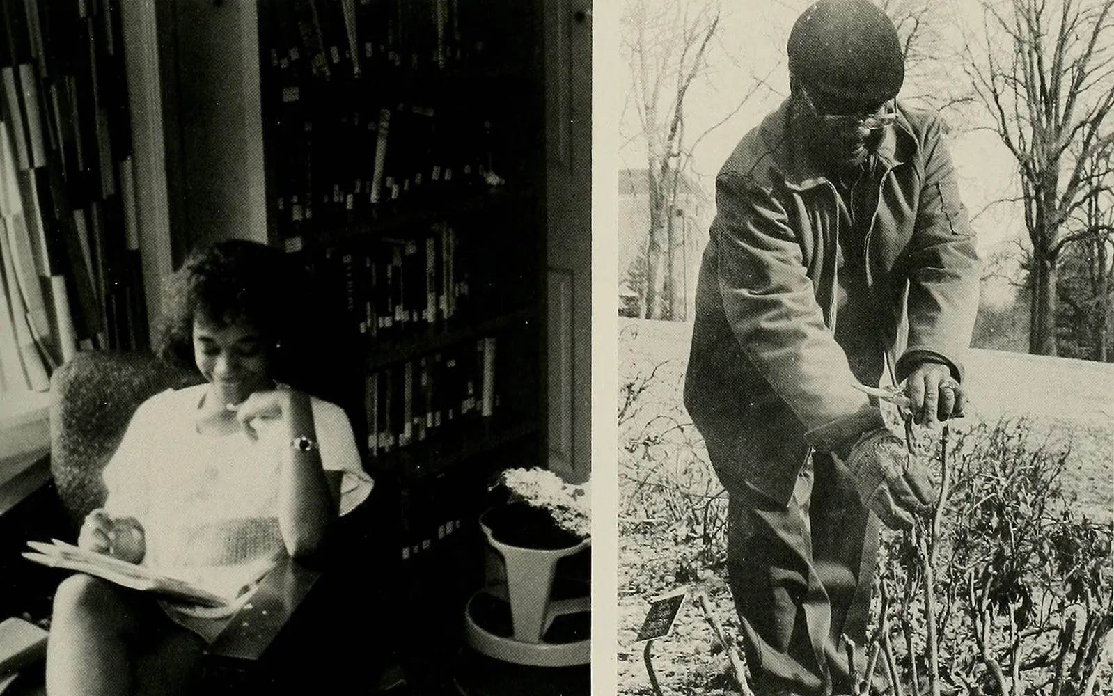 student reading; man pruning a bush