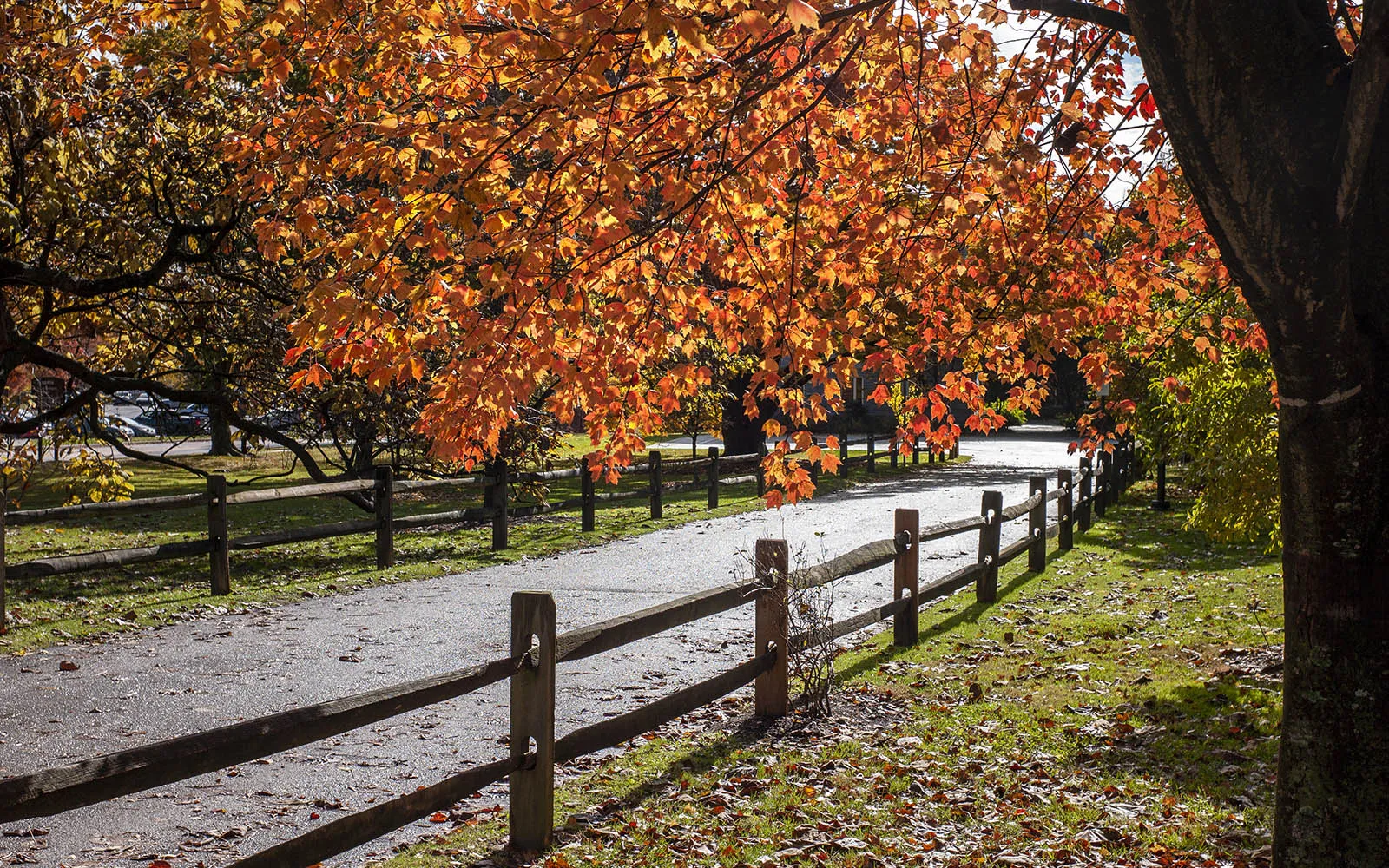 fall scene on campus