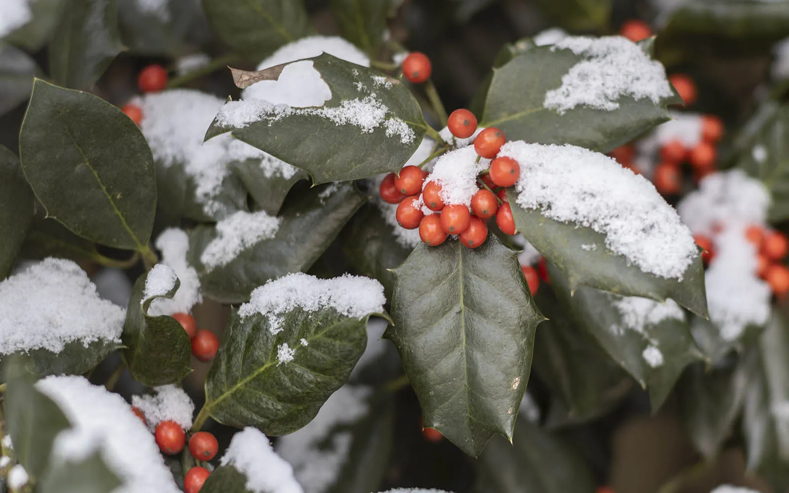 holly bush