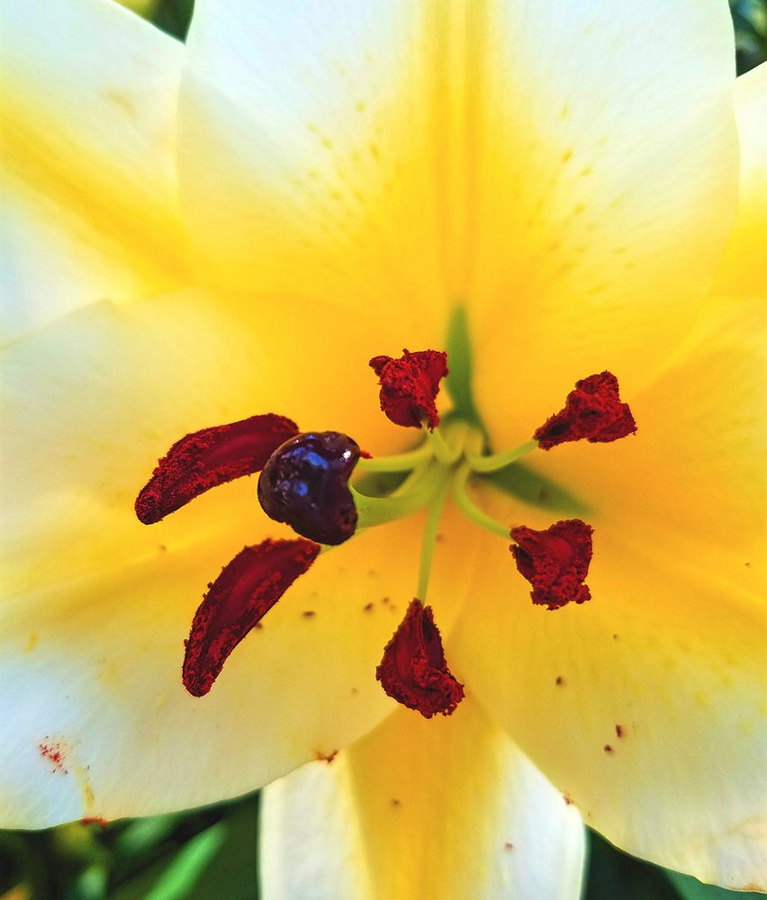 Conoca D’Or Oriental Trumpet Lily
