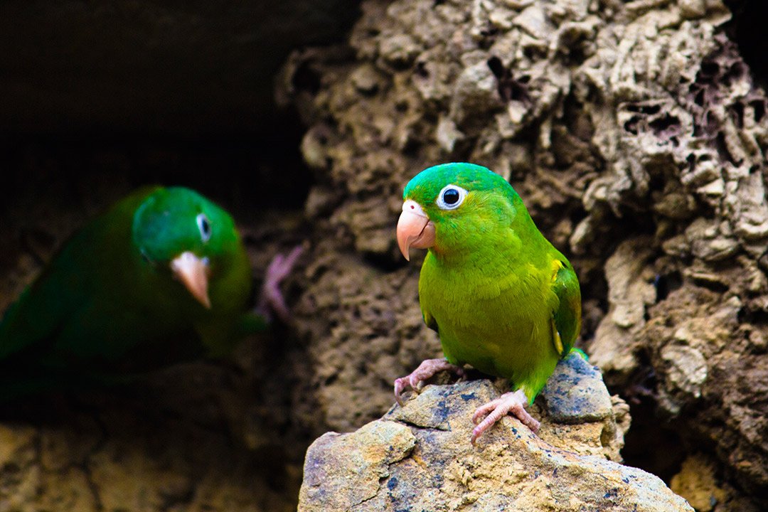 A pair of orange-chinned parakeets