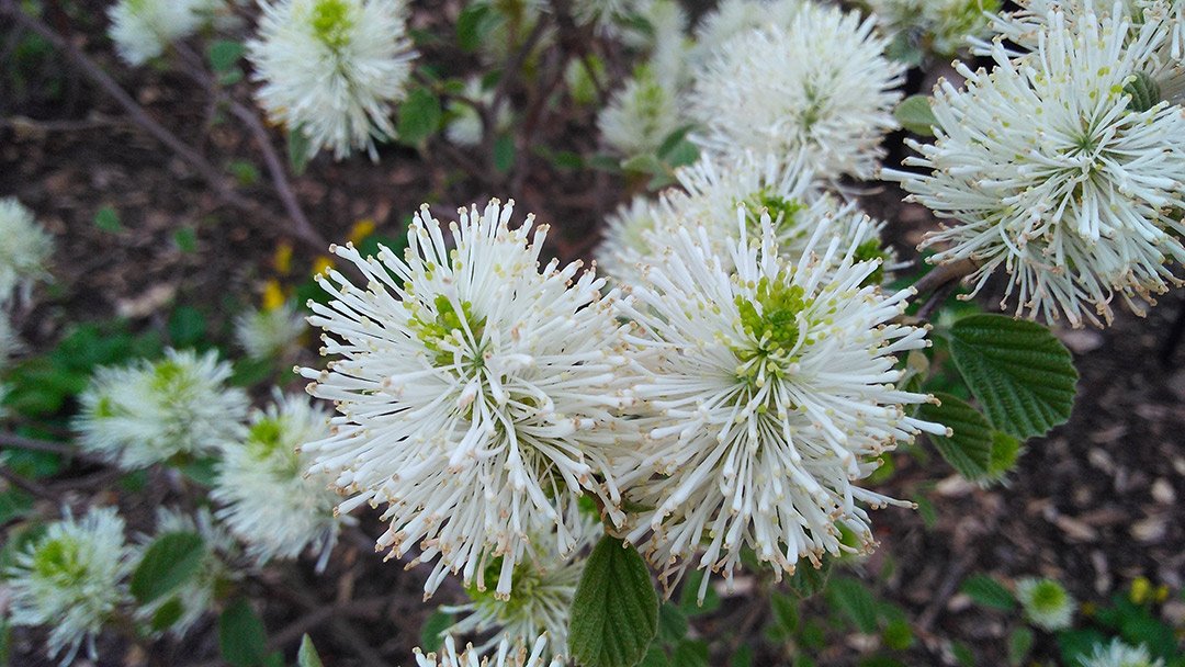 A Fothergilla garenii, colloquially known as dwarf fothergilla, found by the athletic facilities at Swarthmore College.