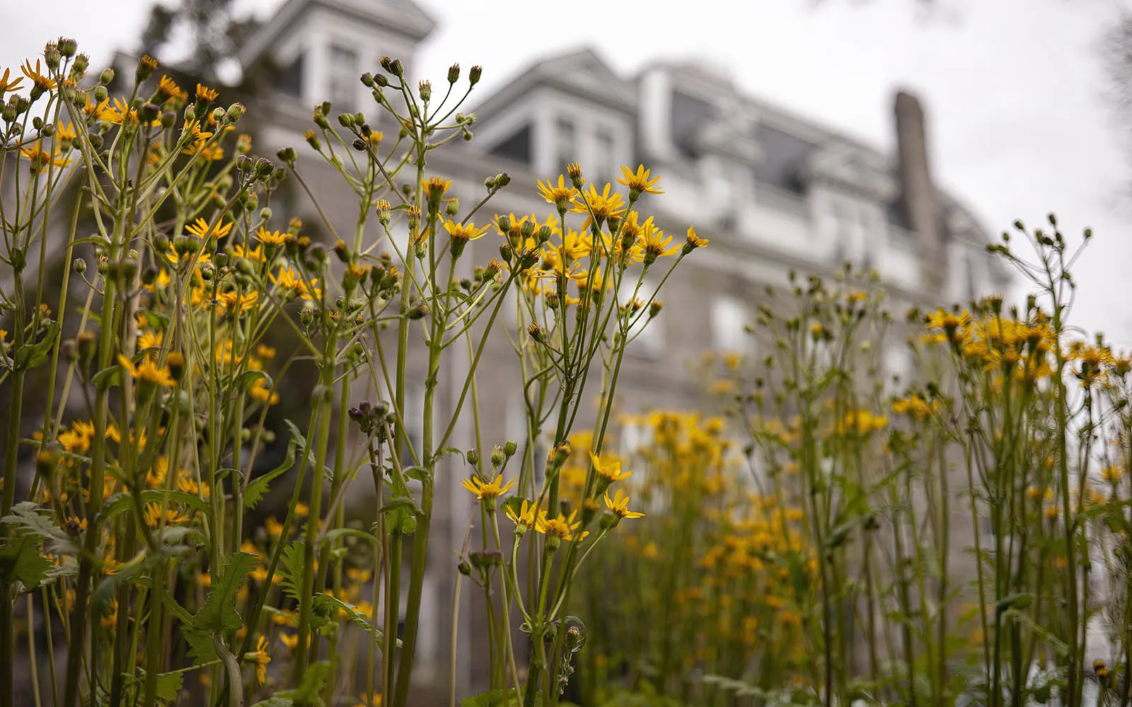 flowers in front of parrish