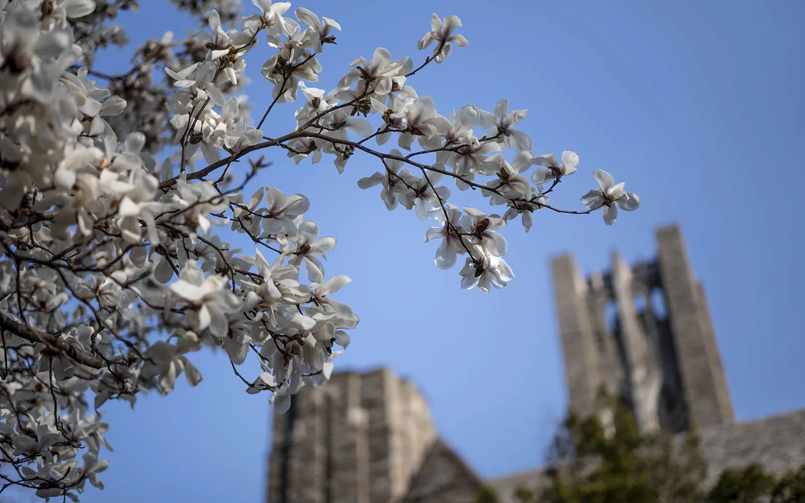flowers on campus