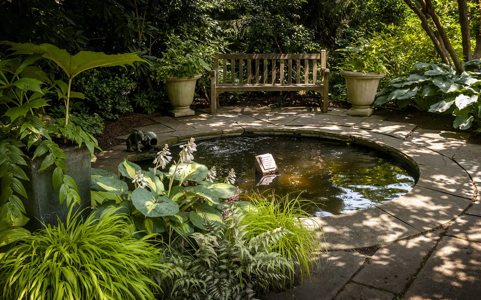 koi pond