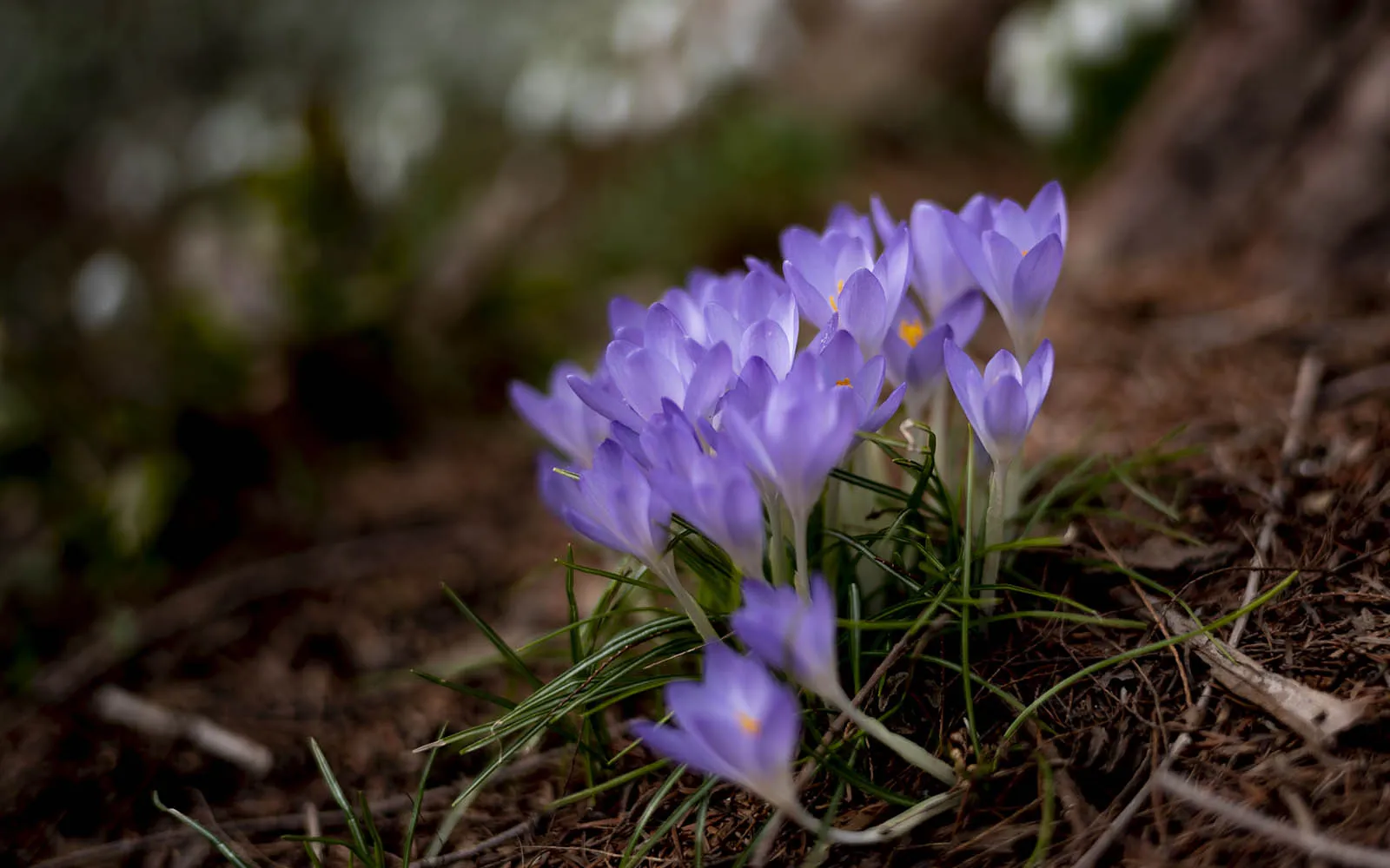 flowers blooming