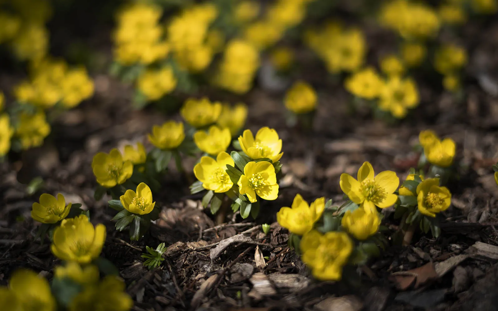 flowers blooming